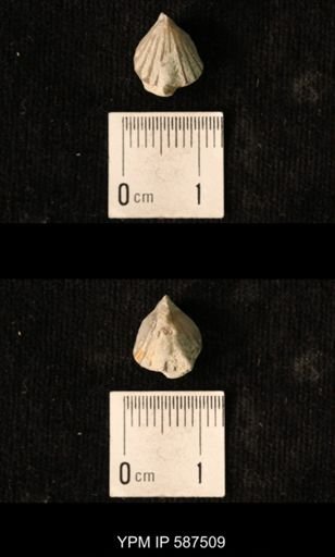 Camarotoechia whitei
