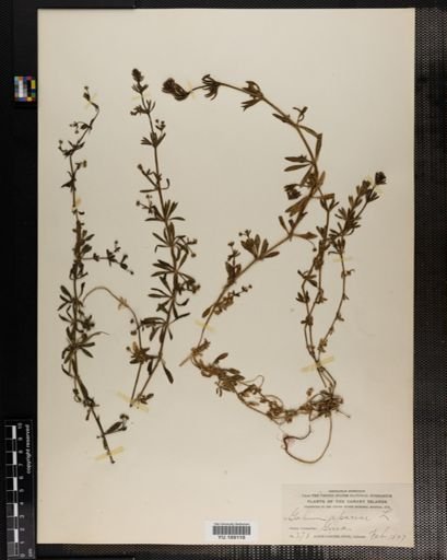 Plantae