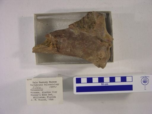 Teleoceras fossiger