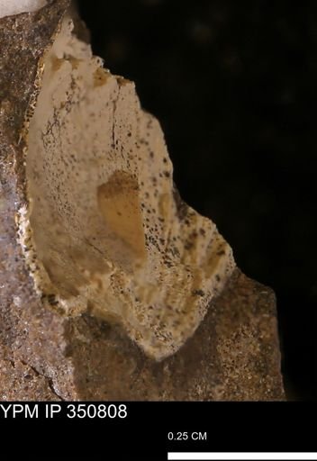 undet. Bivalvia