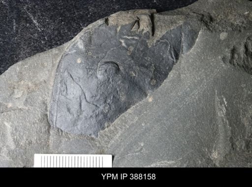 Eurypterus sp.