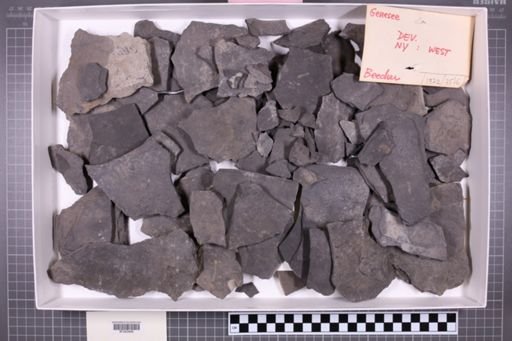 mixed taxa, stratigraphic collection