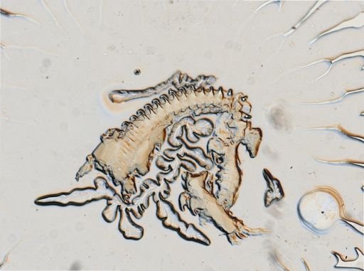 Onchidoris muricata
