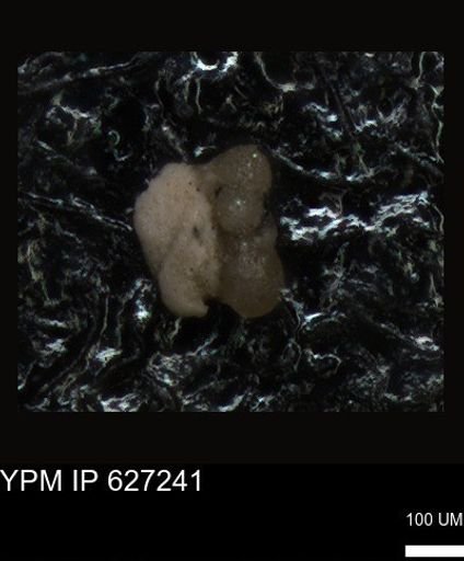 undet. Foraminiferida
