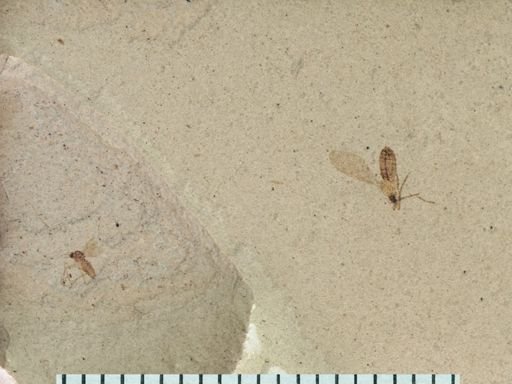 undet. Diptera