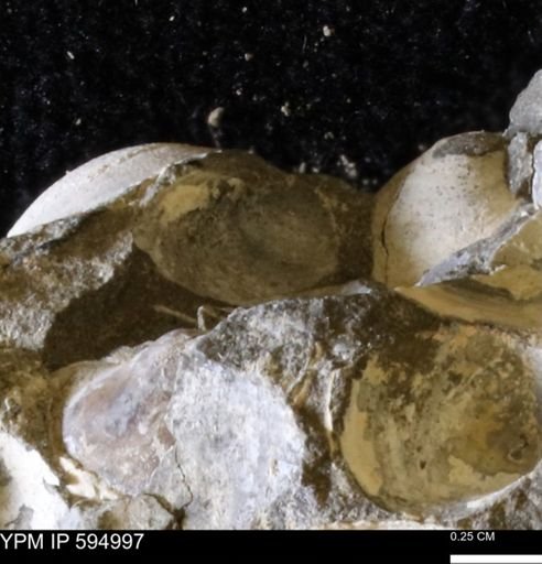 Protocardia sp.