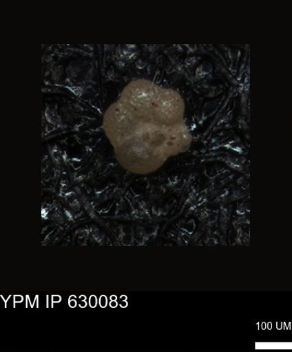 undet. Foraminiferida
