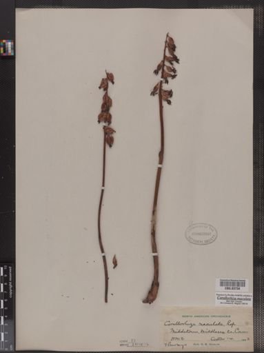 Corallorhiza maculata
