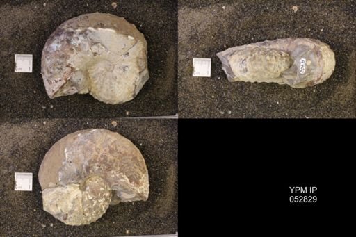 Discoscaphites gulosus