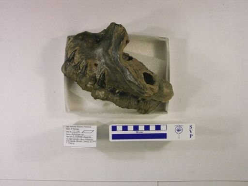 Aphelops sp.