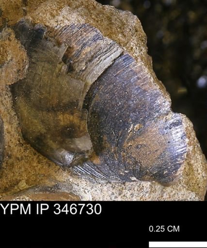 Limopsis striatopunctatus