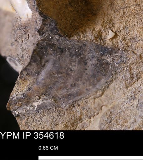 undet. Bivalvia