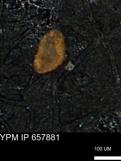 Spirolocammina planula
