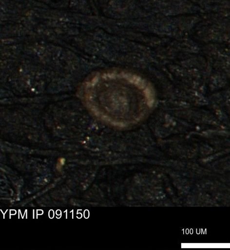 Spirolocammina subcircularis