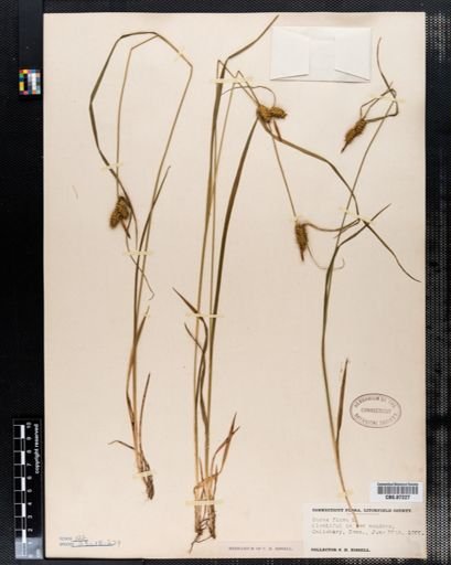 Carex flava