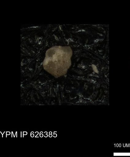 undet. Foraminiferida