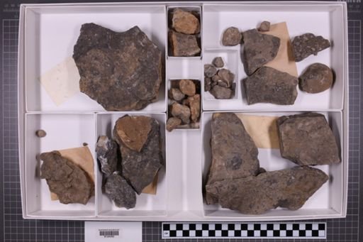 mixed taxa, stratigraphic collection