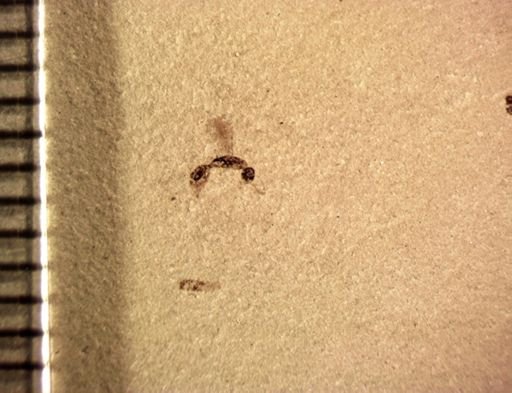 undet. Hymenoptera