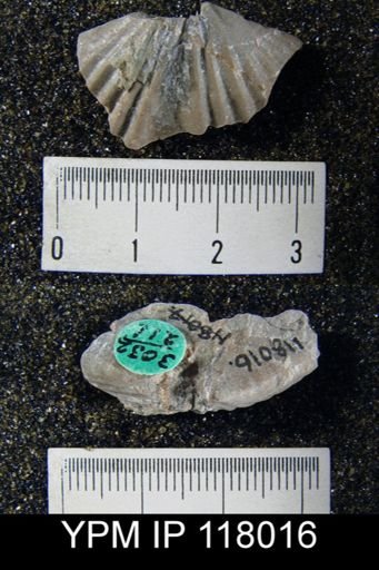 Delthyris (Quadrifarius) rugaecosta