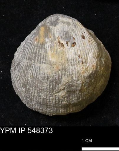 Stropheodonta navalis