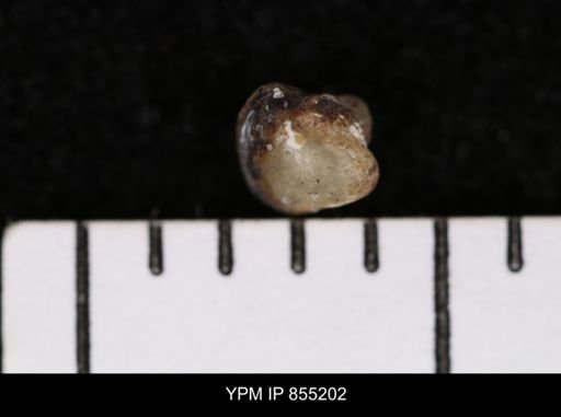 Protocardia subquadrata