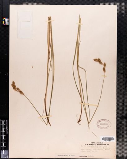 Carex scoparia