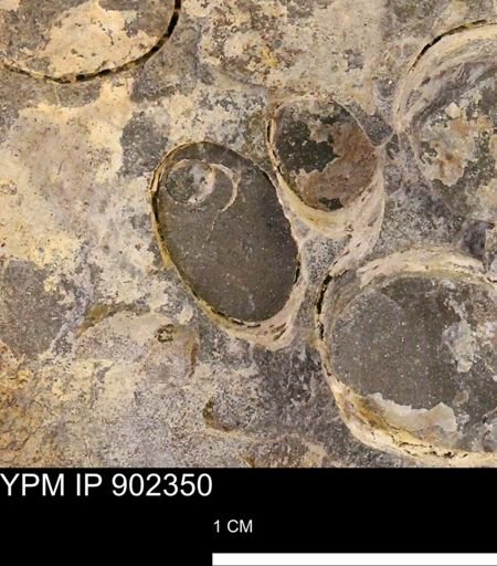 Baculites