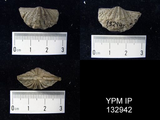 Spirifer sculptilis