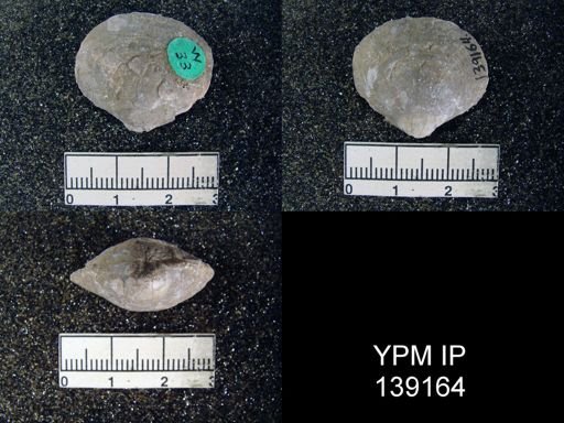 Athyris royssii