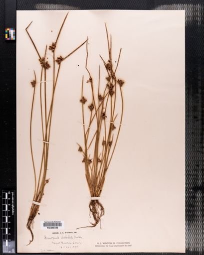Scirpus debilis