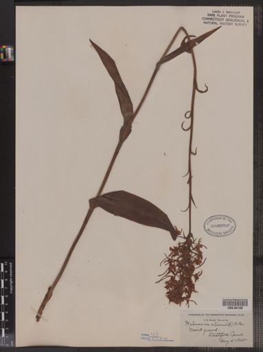 Habenaria ciliaris