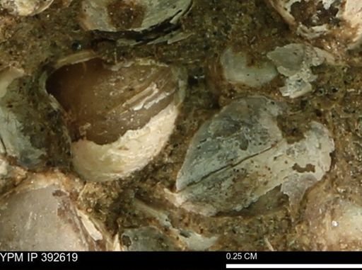 Protocardia subquadrata