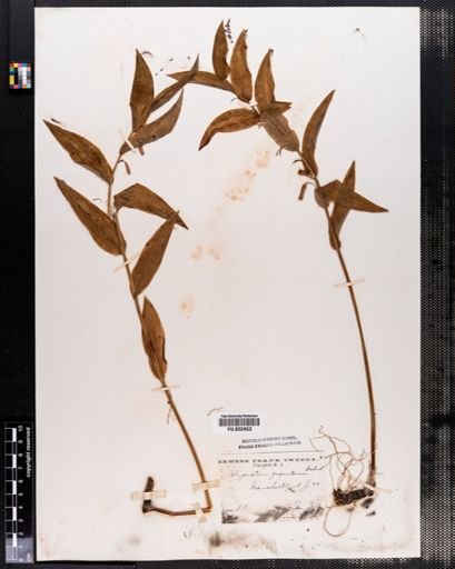 Polygonatum