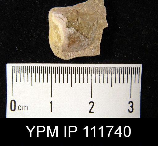 Brachyprion elegantulum