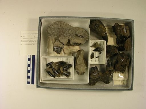 Mosasaurus hoffmannii
