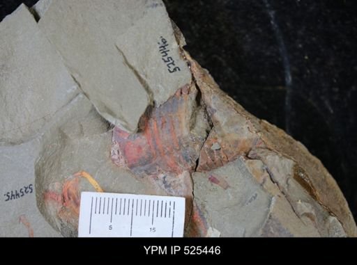 Asaphellus?