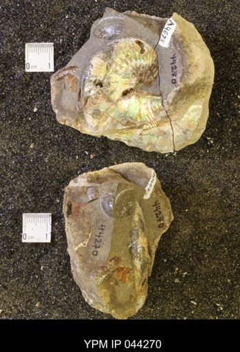 Hoploscaphites comprimus