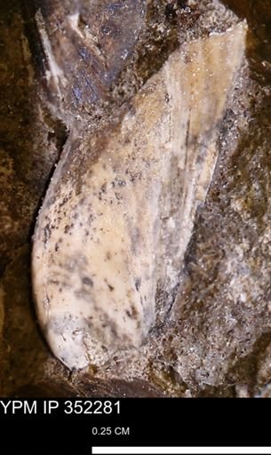 undet. Bivalvia