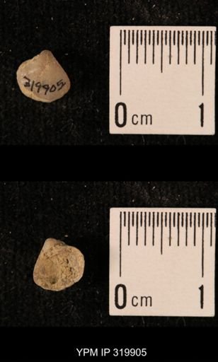 Ambocoelia planoconvexa