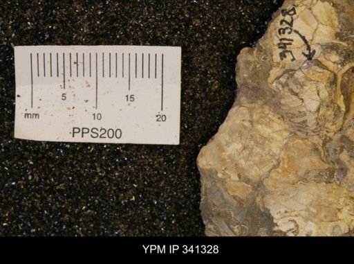 Scaphites sp.