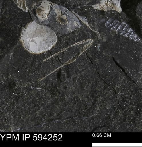 Protocardia sp.