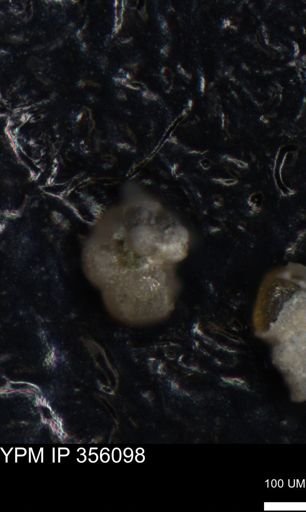 undet. Foraminiferida