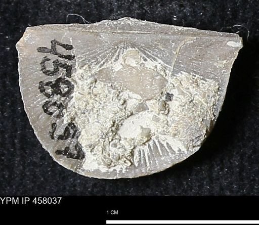 Strophodonta sp.