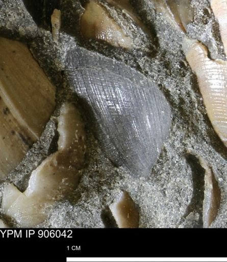 Limopsis striatopunctatus