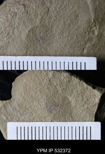 Problematica