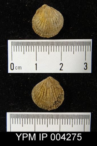 Atrypa reticularis