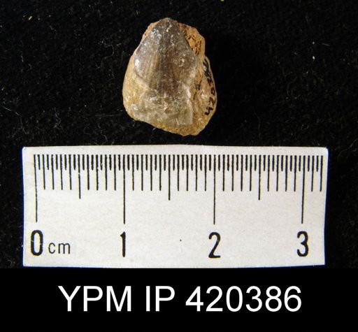 undet. Rhynchonellida