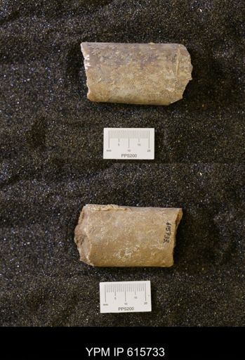 Baculites sp.
