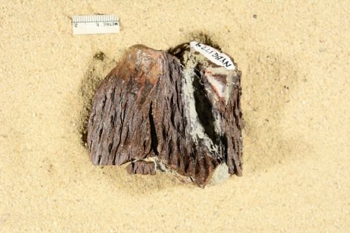 Lepidodendron sp.