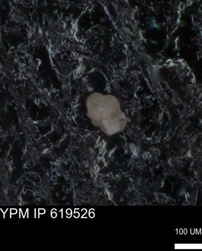 undet. Foraminiferida